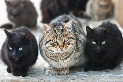 cat hoarding: group of cats